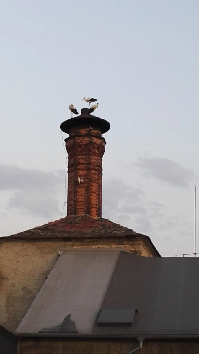 Čáp na komíně varny. Fotografie majitelů pivovaru.